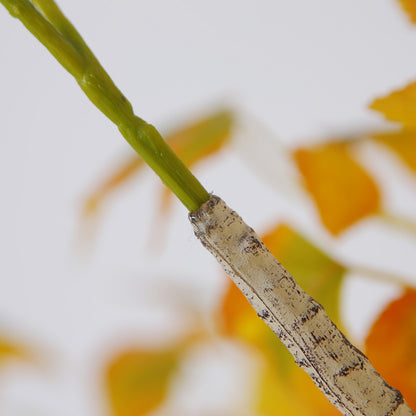 Elegant Betula Platyphylla Trees