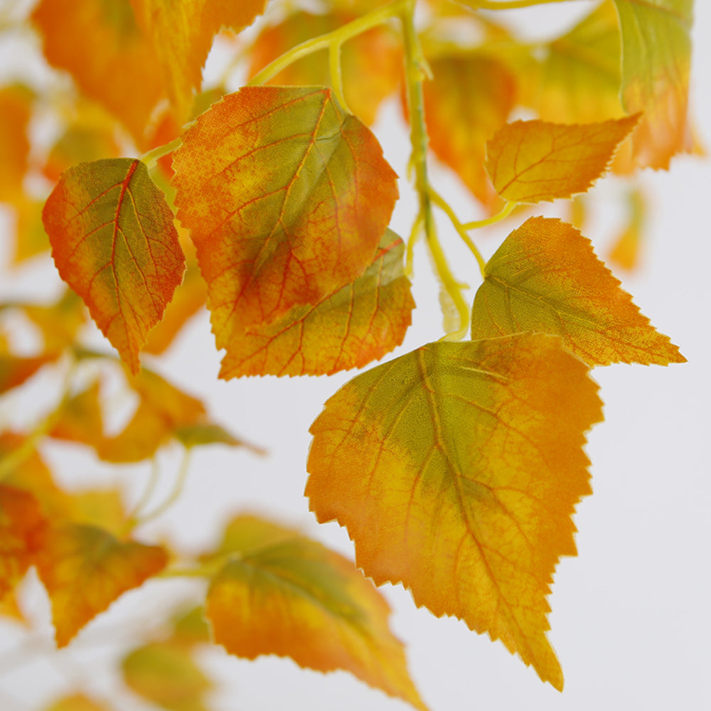 Elegant Betula Platyphylla Trees