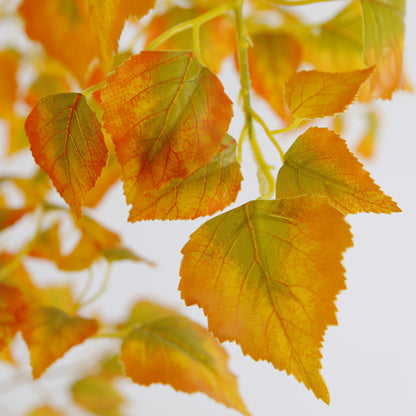 Elegant Betula Platyphylla Trees