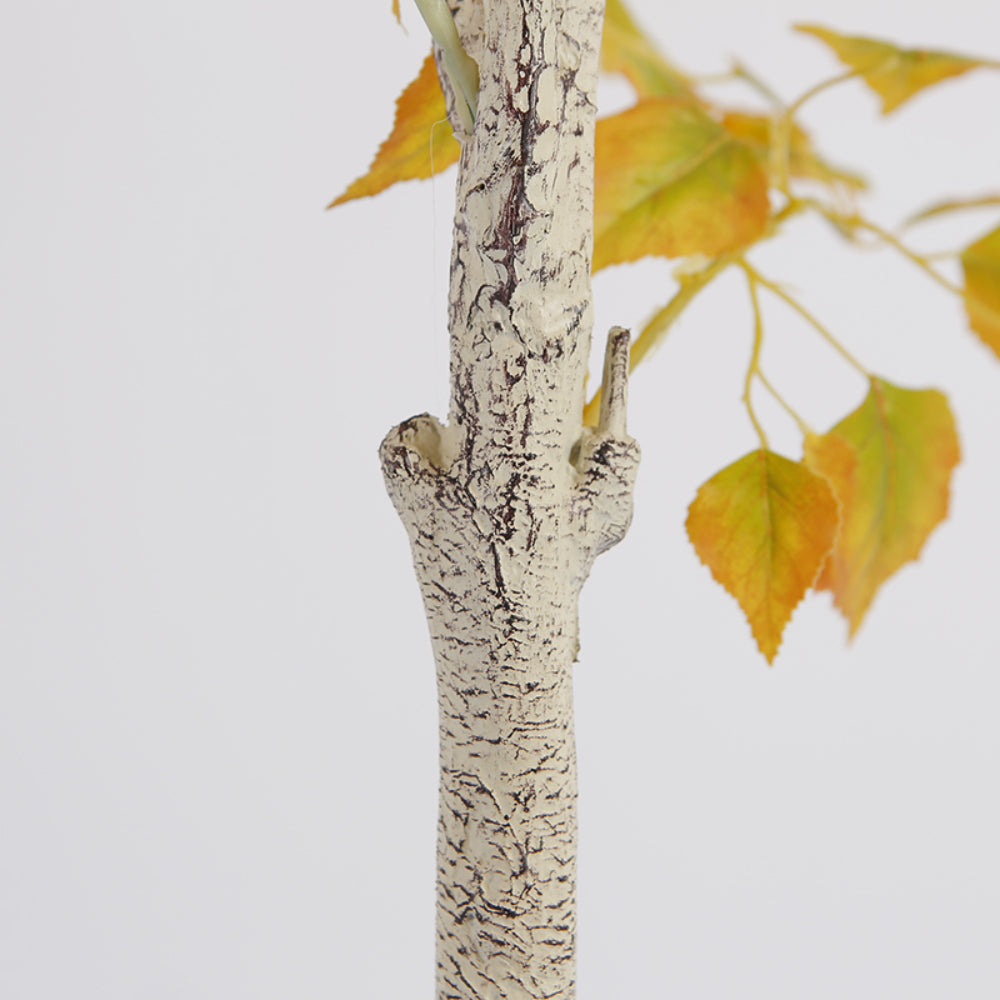 Elegant Betula Platyphylla Trees