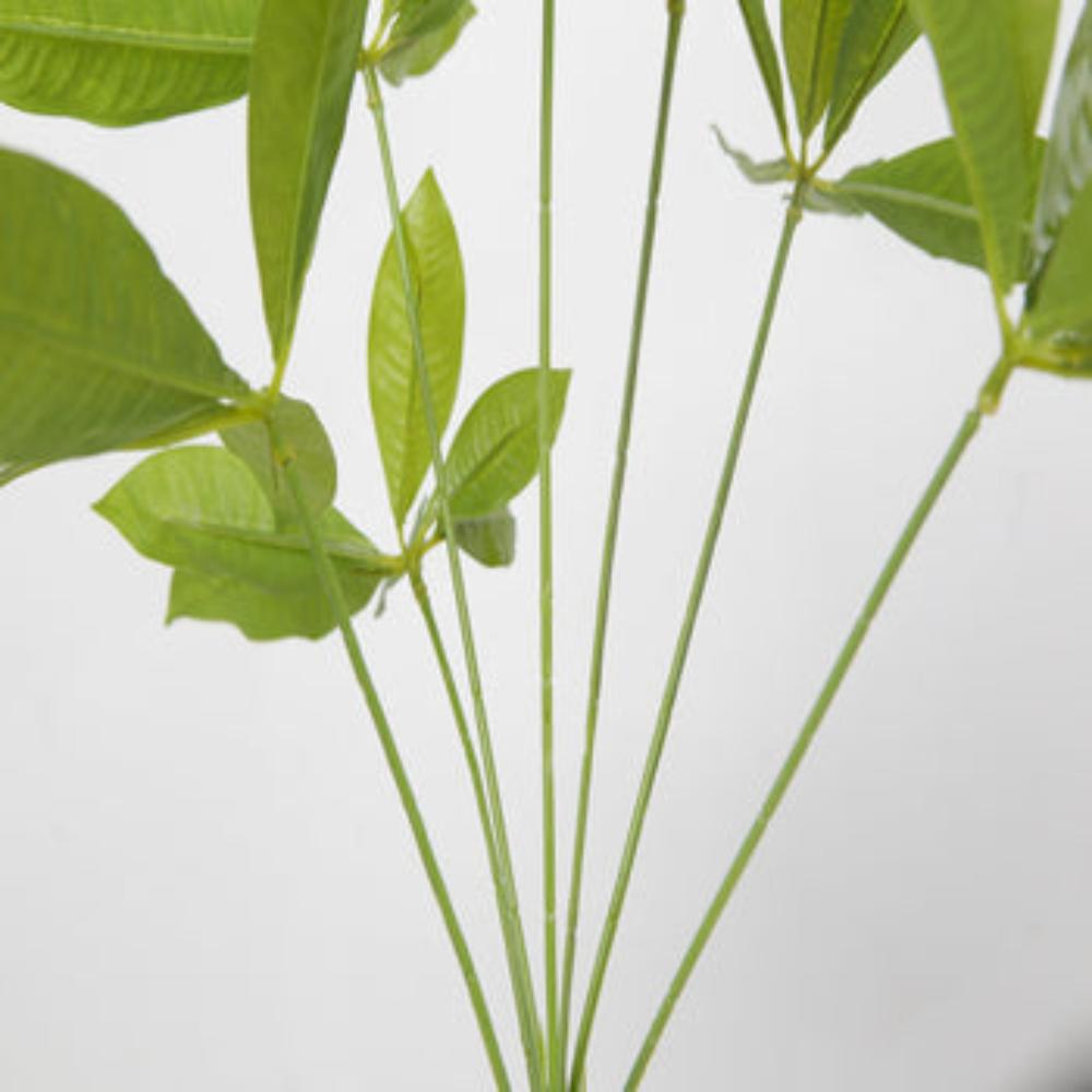 Elegant Bonsai Desktop Foliage Plant