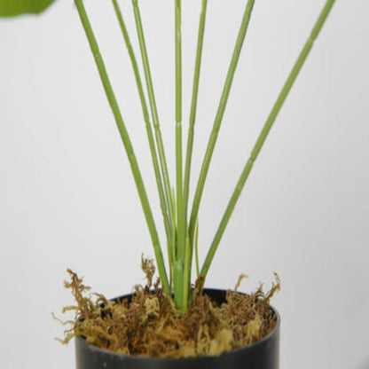 Elegant Bonsai Desktop Foliage Plant