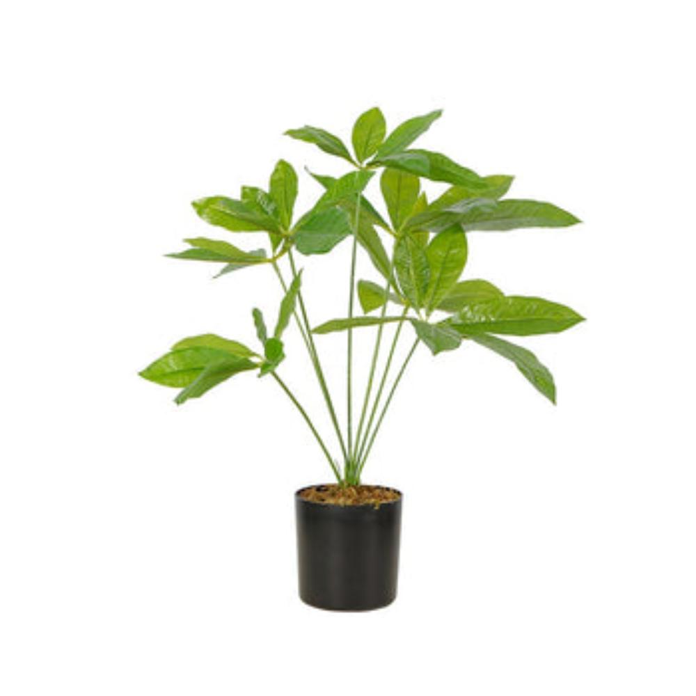 Elegant Bonsai Desktop Foliage Plant