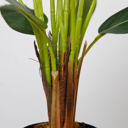 Elegant Strelitzia Reginae Plant