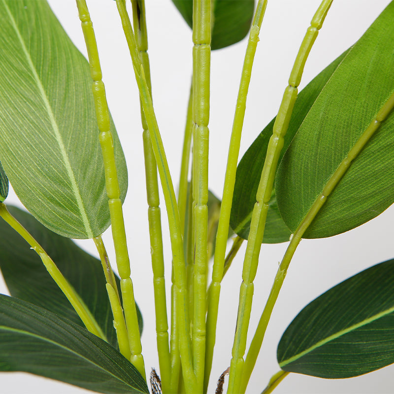 Elegant Strelitzia Reginae Plant