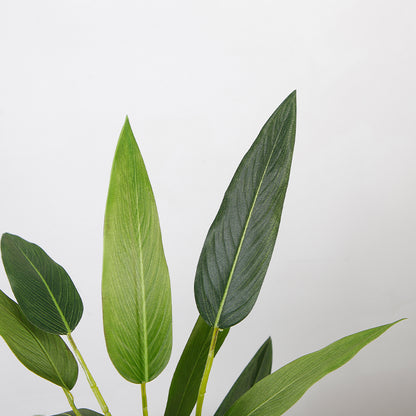 Elegant Strelitzia Reginae Plant