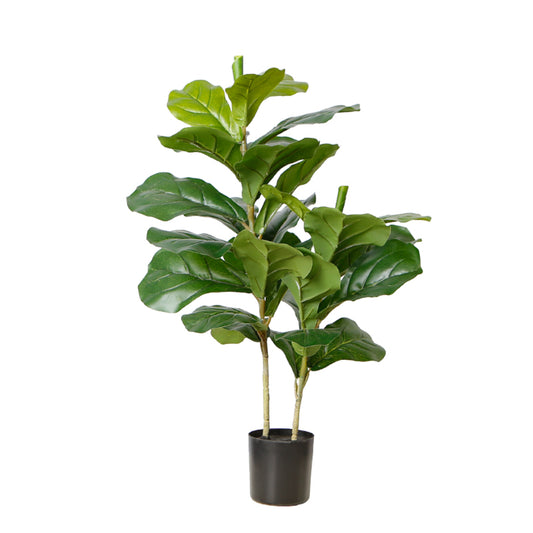 Elevate Fiddle Leaf Fig Trees