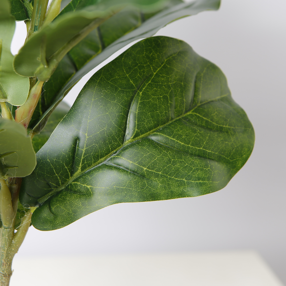 Elevate Fiddle Leaf Fig Trees