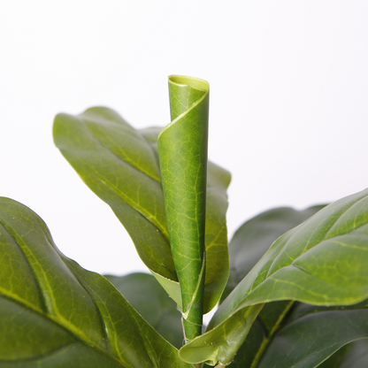 Elevate Fiddle Leaf Fig Trees