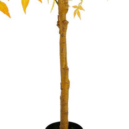 Elevate Indoor Decor With Maple Tree