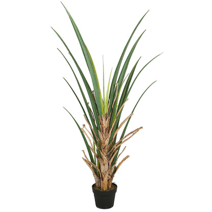 Elevate Your Dracaena Cochinchinensis Trees