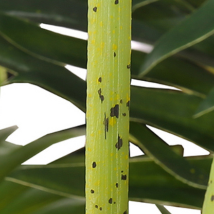 Exotic Parlor Potted Plant