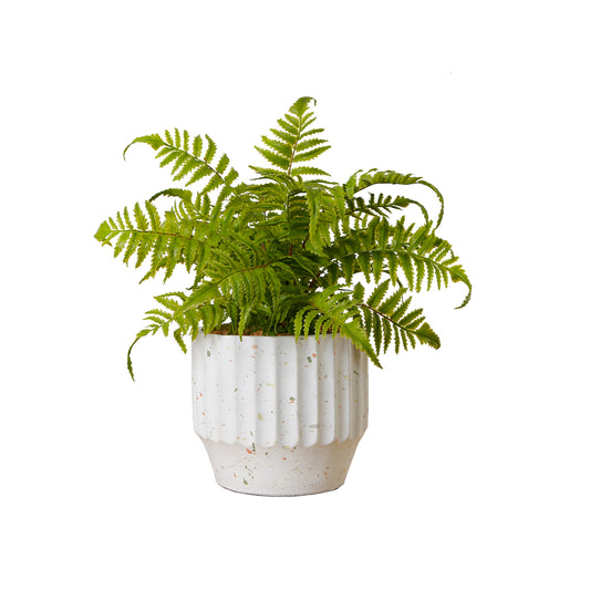 Faux Boston Fern Tree