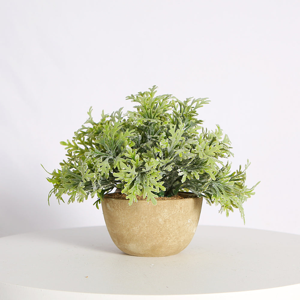 Faux Dusty Miller Plant