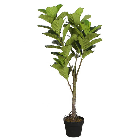 Ficus Lyrata Tree