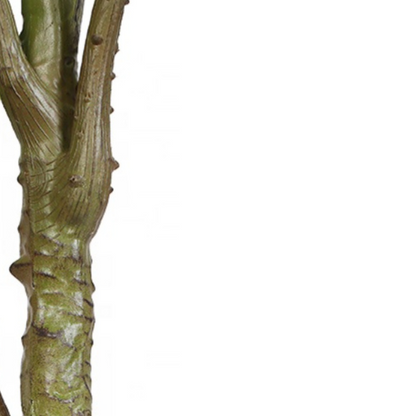 Ficus Lyrata Tree