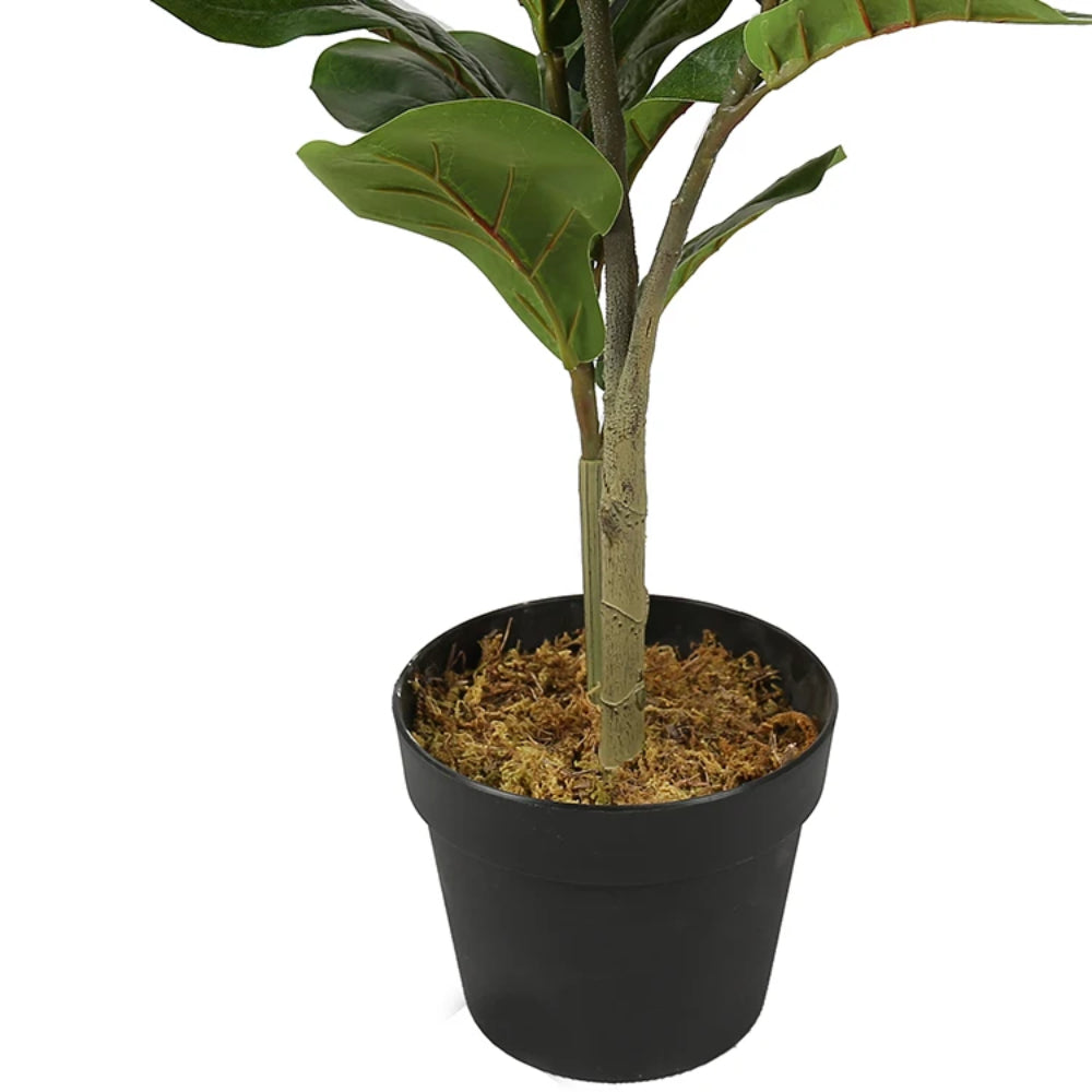 Ficus Lyrata Tree Decor