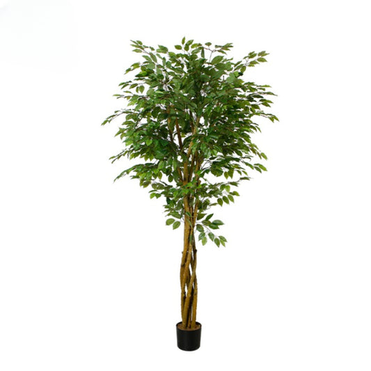 Ficus Tree For Indoor Decor