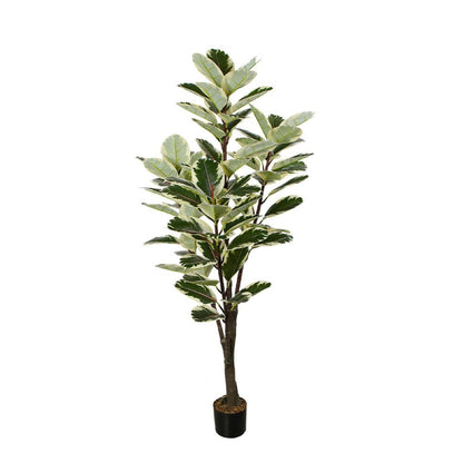 Ficus Tree With Edged Leaves