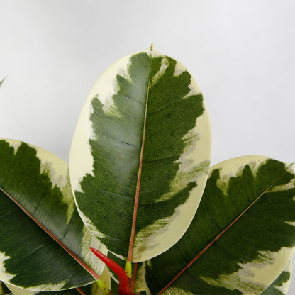 Ficus Tree With Edged Leaves