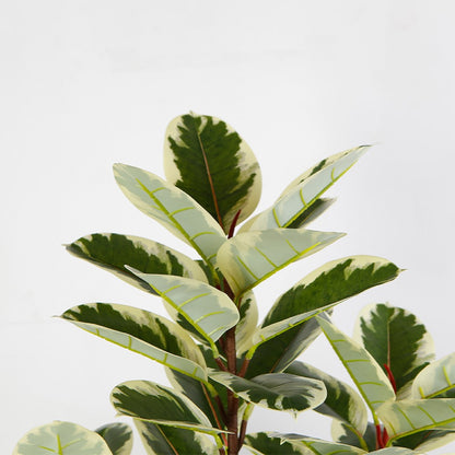 Ficus Tree With Edged Leaves