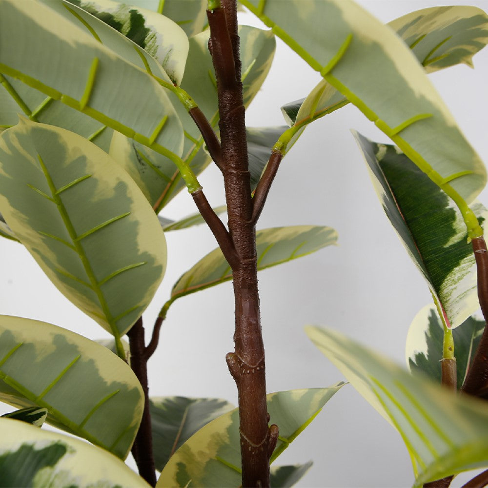 Ficus Tree With Edged Leaves