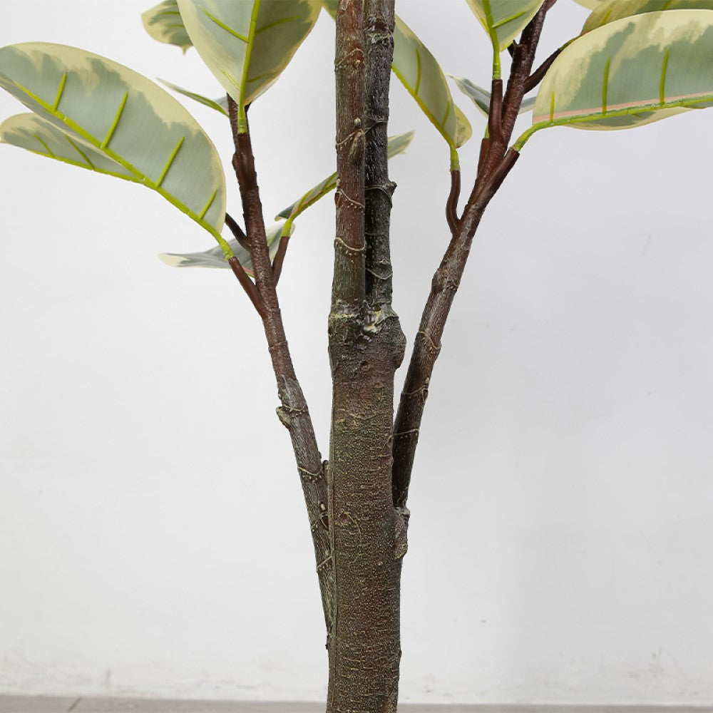 Ficus Tree With Edged Leaves