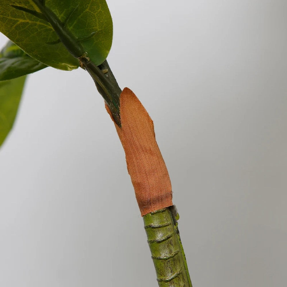 Fiddle Leaf Fig Tree Decor