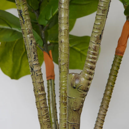 Fiddle Leaf Fig Tree Decor