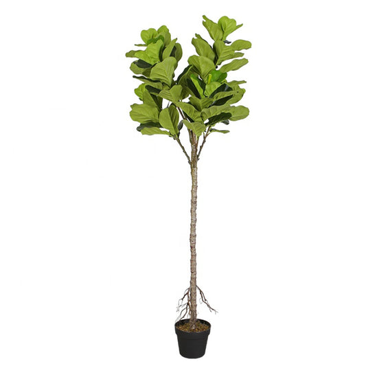 Fiddle Leaf Fig Tree