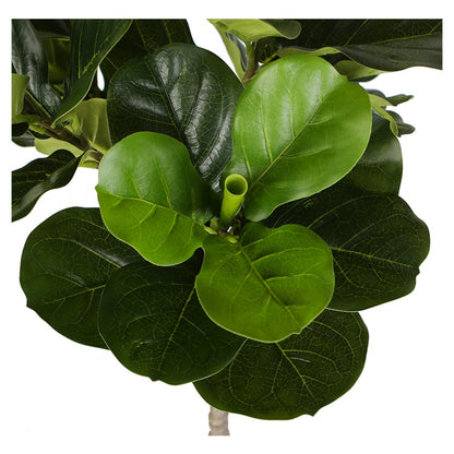 Fiddle Leaf Fig Tree