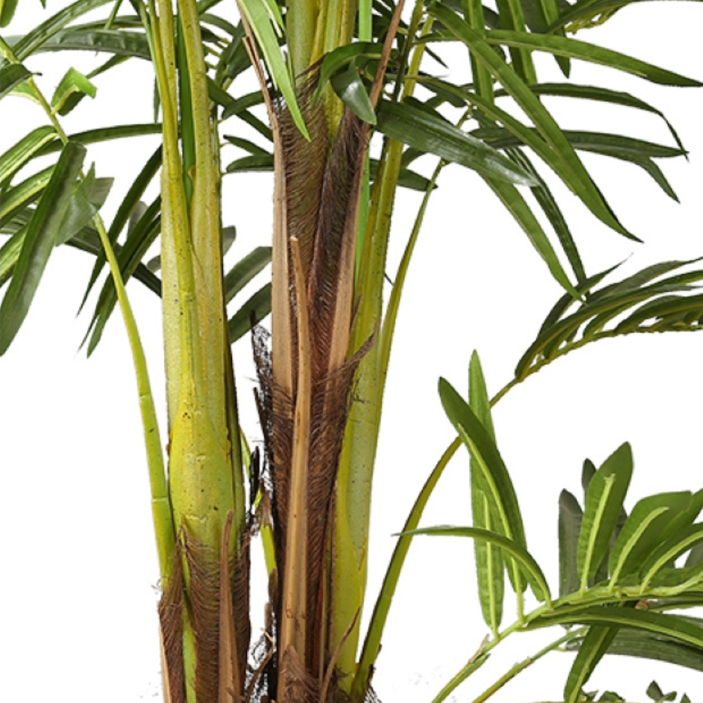 Golden Cane Natural Areca Plant