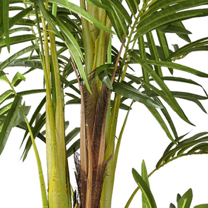 Golden Cane Natural Areca Plant