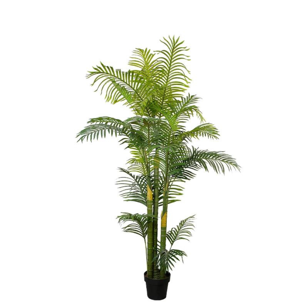 Hawaii Indoor Decoration Plant