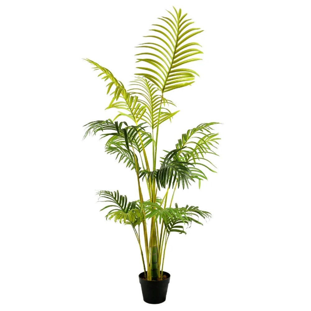 Hawaii Indoors Tree For Decor