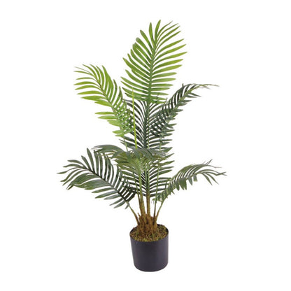 Hawaii Kwai Palm Plant