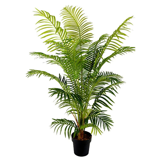 Hawaii Tropical Plant Tree