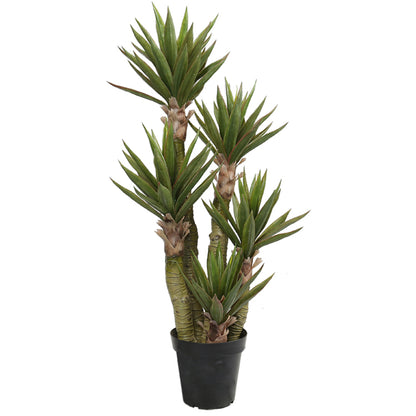 Indoor Aloe Plant Trees