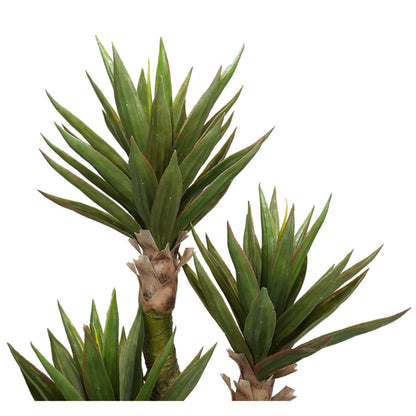 Indoor Aloe Plant Trees