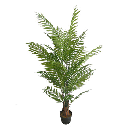 Indoor Alsophila Spinulosa Plant