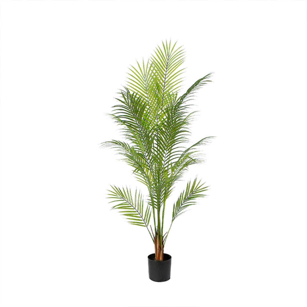 Indoor Areca Tree