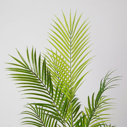 Indoor Areca Tree