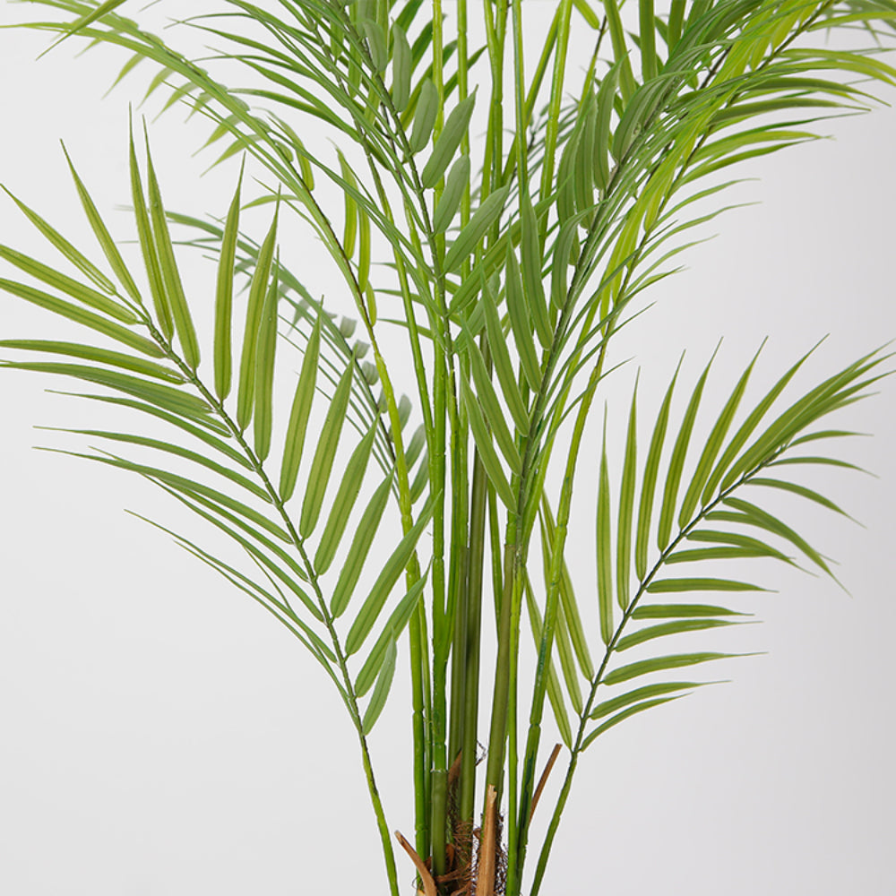 Indoor Areca Tree