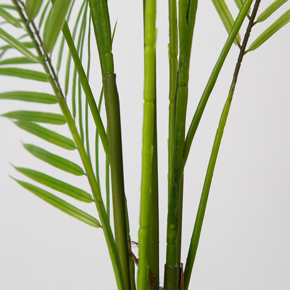 Indoor Areca Tree