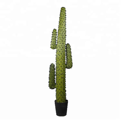 Indoor Cactus Plants For Decoration