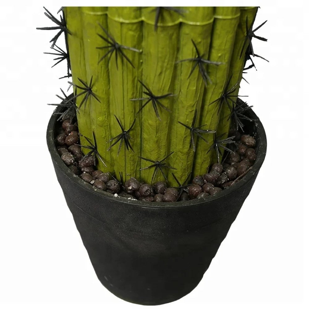 Indoor Cactus Plants For Decoration