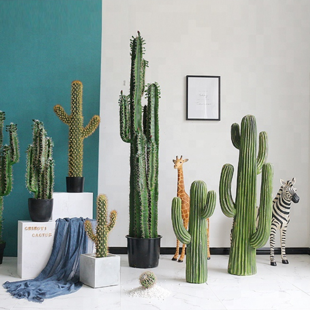 Indoor Cactus Succulent Plants