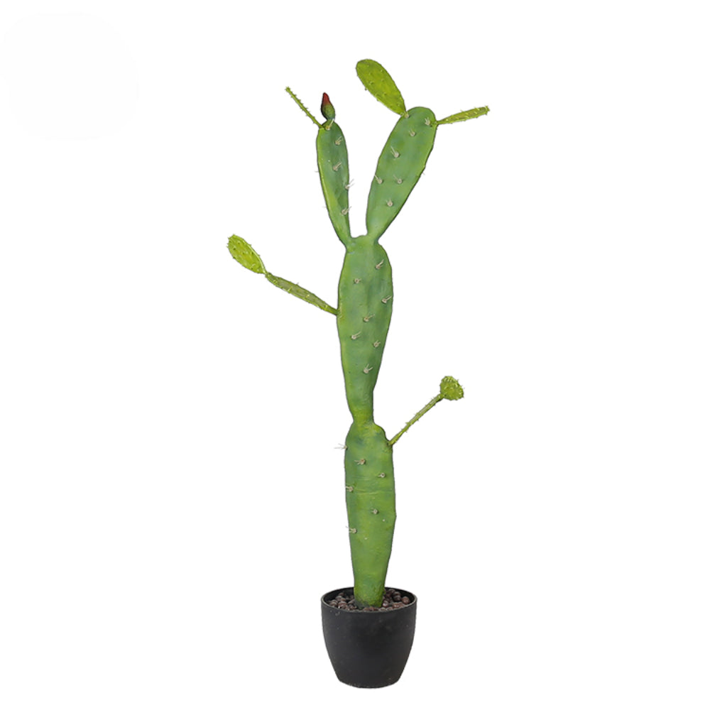 Indoor Cactus Succulent Plants