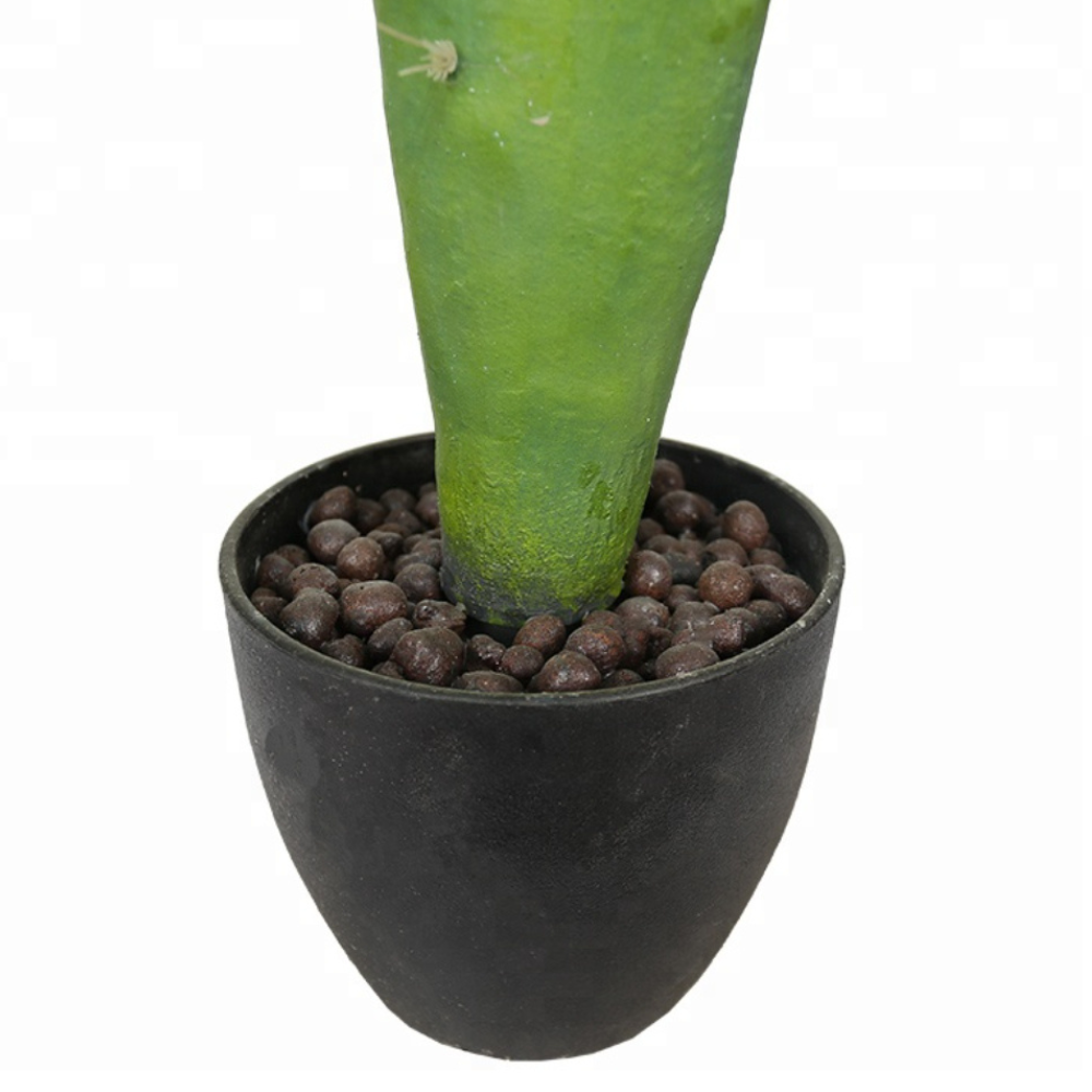 Indoor Cactus Succulent Plants