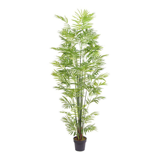 Indoor Decor Areca Trees